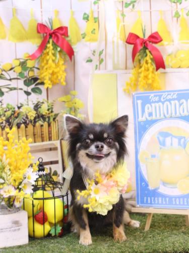 20240403らんまるちゃん